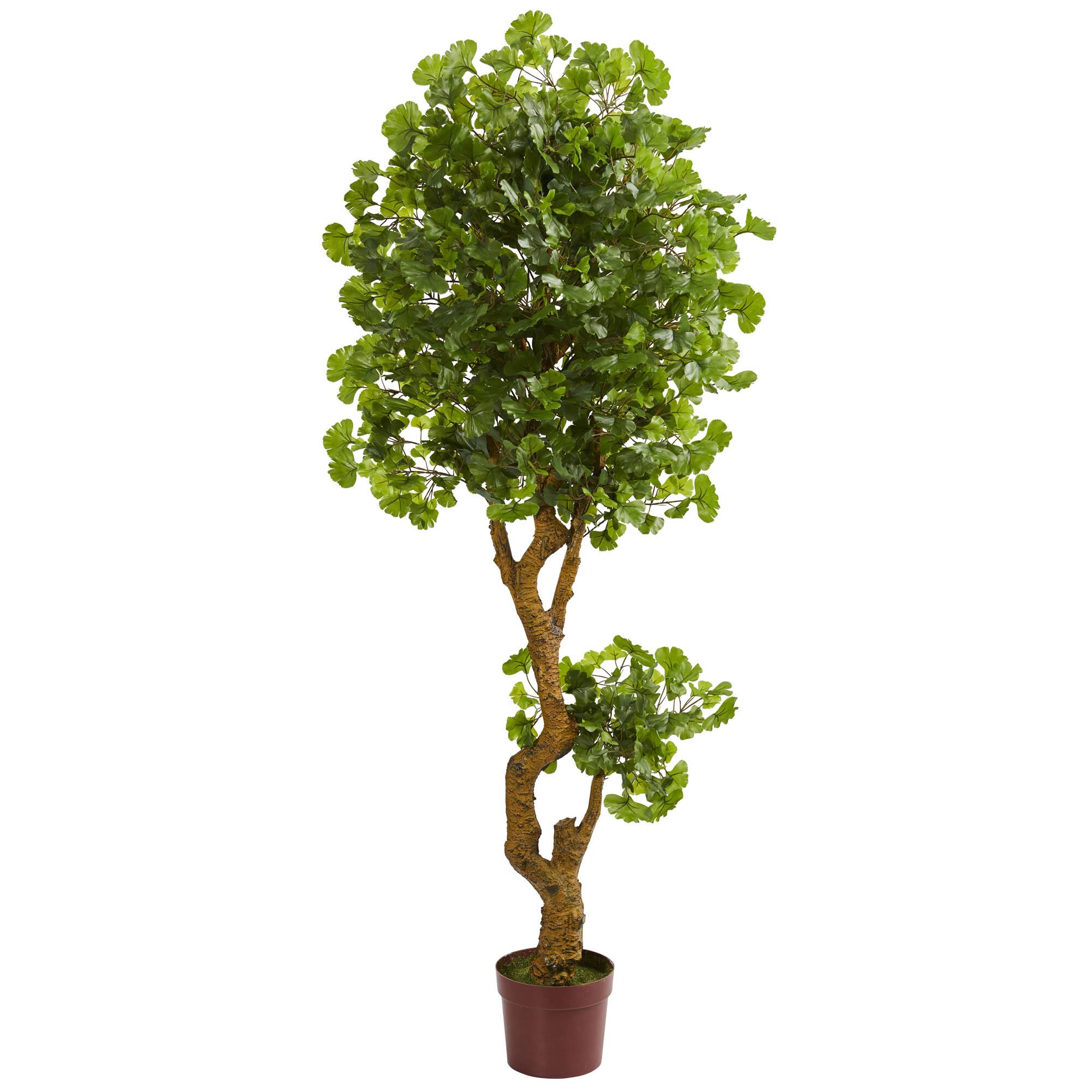 6ft. Ginkgo Biloba Tree